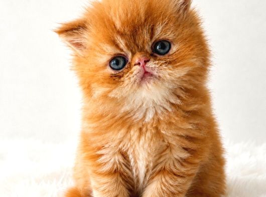 Garfield Disi Mükemmel Bebeğim