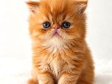 Garfield Disi Mükemmel Bebeğim