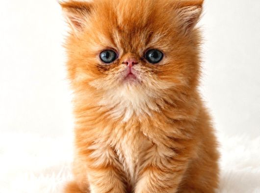 Garfield Disi Mükemmel Bebeğim görsel