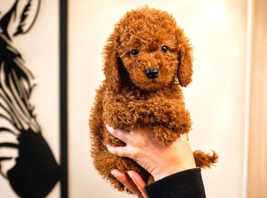Safkan Red Toy Ve Micro Poodle Yavruları - Sağlıklı Aşılı görsel