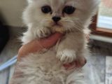 British Longhair Yavrular