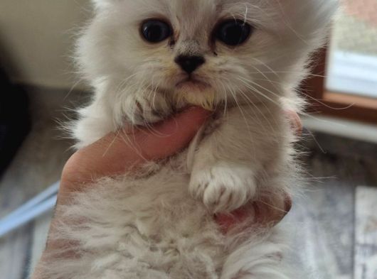 British Longhair Yavrular görsel