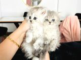 British longhair Yavrular