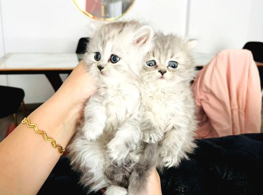 British Longhair Yavrular