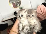 British Longhair Yavrular