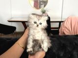 British Longhair Yavrular