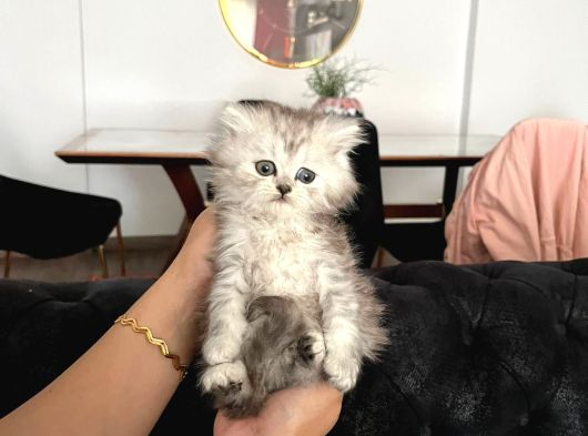 British Longhair Yavrular görsel