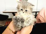 British Longhair Yavrular