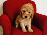 Poodle Yavrular