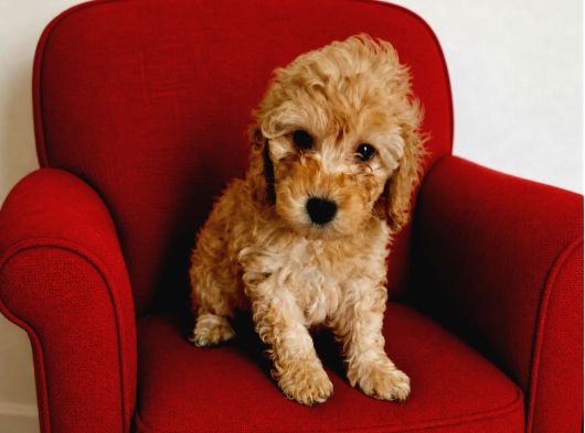 Poodle Yavrular görsel