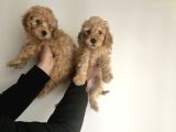 Poodle Yavrular