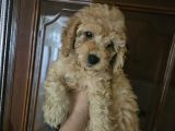 Poodle Yavrular