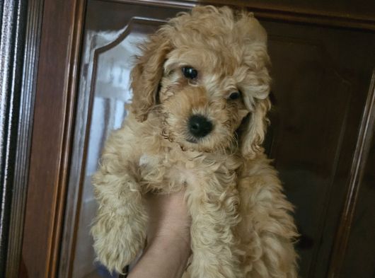 Poodle Yavrular görsel