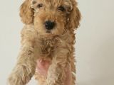 Poodle yavrular