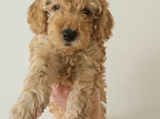 Poodle Yavrular