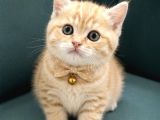 British shorthair Yavrular