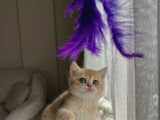 Full Şecere Golden Bri̇ti̇sh Shorthai̇r Ny11