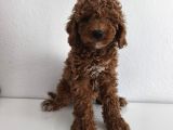 Toy Poodle Sevi̇mli̇ Yavrular Ev Üreti̇mi̇