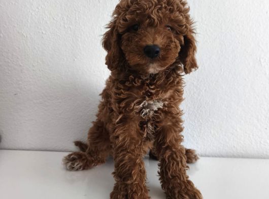 Toy Poodle Sevi̇mli̇ Yavrular Ev Üreti̇mi̇ görsel