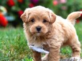 Kahve Tonlu Malti̇poo Ci̇nsi̇ Yavrular