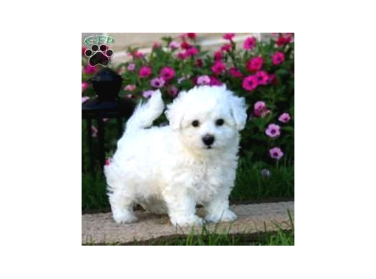 KAR BEYAZ MALTESE TERRİER CİNSLERİ