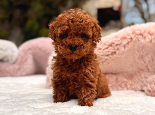 Toy Poodle Sevi̇mli̇ Yavrular Ev Üreti̇mi̇