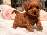 Toy Poodle Sevi̇mli̇ Yavrular Ev Üreti̇mi̇