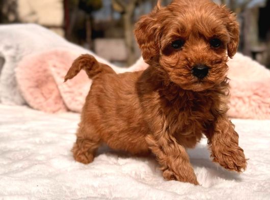 Toy Poodle Sevi̇mli̇ Yavrular Ev Üreti̇mi̇ görsel