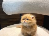 Mükemmel Bebek Garfield Scotish Fold Long Dişi