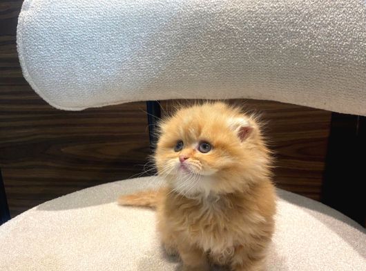 Mükemmel Bebek Garfield Scotish Fold Long Dişi görsel