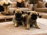 Pugmops Yavrulari Ankara