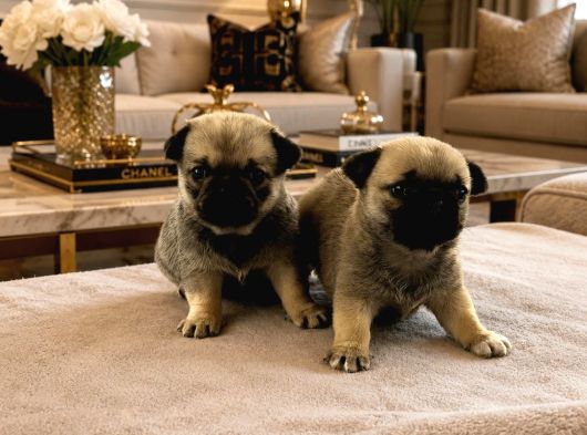 Pugmops Yavrulari Ankara görsel