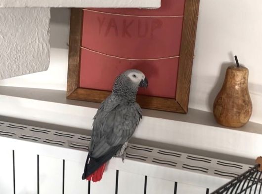 5 Yaşında Papağan Kafesiyle Birlikte Verilecektir