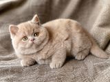 İthal - Kalite Koca Yanaklı Lilac British Shorthair Yavru