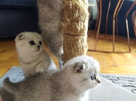 Yavrularimiz Yeni Sahiplerini Bekliyor görsel