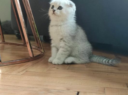 Yavrularimiz Yeni Sahiplerini Bekliyor görsel