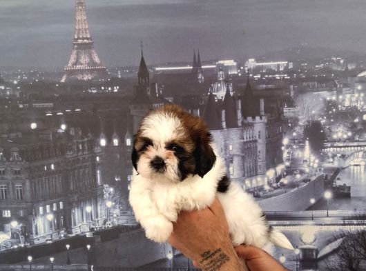 A Kalite Shihtzu Bebekler Tüy Dökmez Koku Yapmaz Hipoalerjen görsel