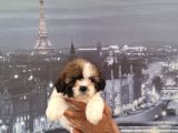 A Kalite Shihtzu Bebekler Tüy Dökmez Koku Yapmaz Hipoalerjen