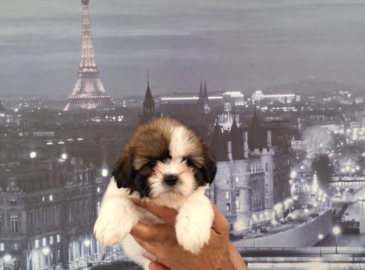 A Kalite Shihtzu Bebekler Tüy Dökmez Koku Yapmaz Hipoalerjen görsel
