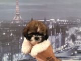 A Kalite Shihtzu Bebekler Tüy Dökmez Koku Yapmaz Hipoalerjen