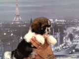 A Kalite Shihtzu Bebekler Tüy Dökmez Koku Yapmaz Hipoalerjen