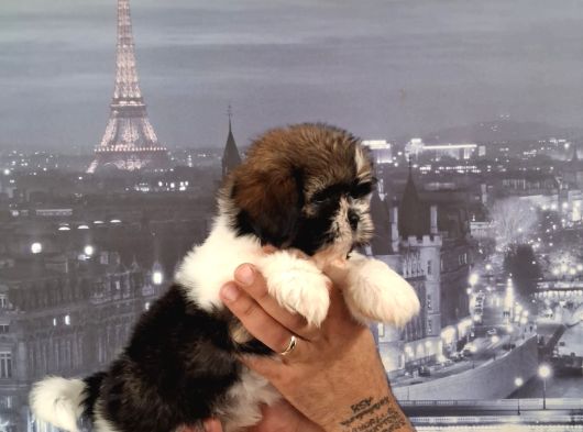 A Kalite Shihtzu Bebekler Tüy Dökmez Koku Yapmaz Hipoalerjen görsel