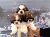 A kalite shihtzu bebekler tüy dökmez koku yapmaz hipoalerjen