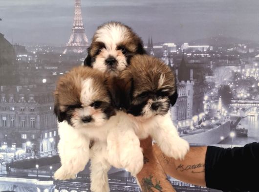 A Kalite Shihtzu Bebekler Tüy Dökmez Koku Yapmaz Hipoalerjen