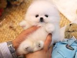 Pomeranian yavrularımız sizler için özel