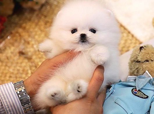 Pomeranian Yavrularımız Sizler Için Özel