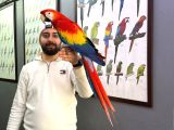NADİR BULUNAN EVCİL KONUŞAN SCARLET MACAW PAPAĞANIMIZ