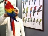 Nadi̇r Bulunan Evci̇l Konuşan Scarlet Macaw Papağanimiz