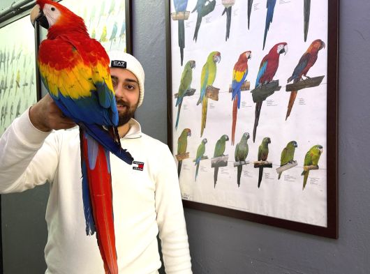 Nadi̇r Bulunan Evci̇l Konuşan Scarlet Macaw Papağanimiz görsel