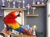 Nadi̇r Bulunan Evci̇l Konuşan Scarlet Macaw Papağanimiz